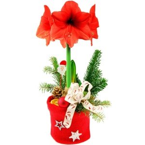 Geschenktopf Amaryllis in Rot
