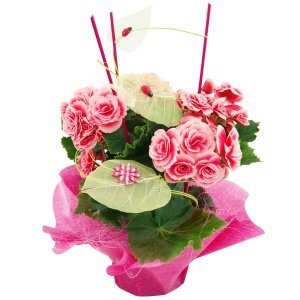 Geschenktopf Begonie