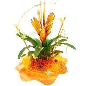 Geschenktopf Bromelie