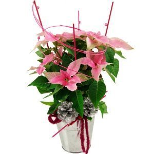 Geschenktopf Rosa Weihnachtsstern (Höhe: