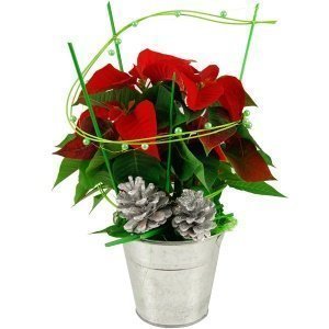 Geschenktopf Roter Weihnachtsstern (Höhe