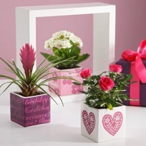 Geschenktopf-Set Best Wishes