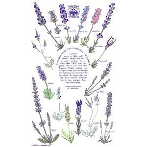 Geschirrtuch "The English Lavender"