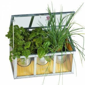 Gewächshaus Kräuter Mix
