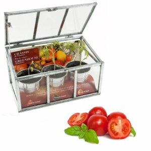 Gewächshaus Tomaten Mix