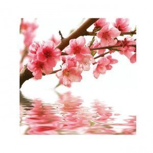 Glasbild Peach flowers H 30 x B 30 x T 0