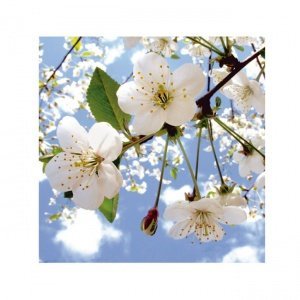 Glasbild Spring Flowers H 30 x B 30 x T 