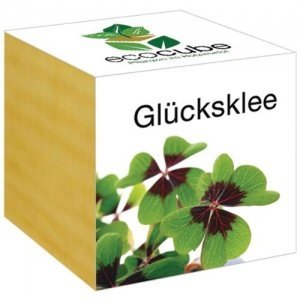 Glücksklee im Holzwürfel