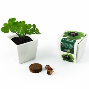 Glücksklee im Mini-Keramiktopf