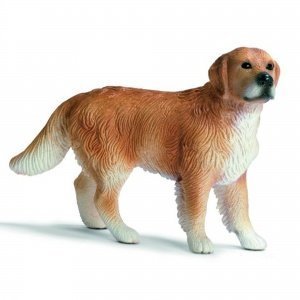 Golden Retriever Rüde