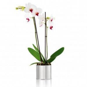 GREENS Blumentopf 66832 ? 23 cm von blom