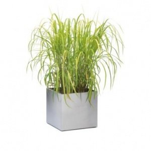 GREENS Pflanzgefäß 65236 45x50x50 von Bl