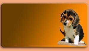 Grafikschild - Beagle - mit individuelle