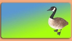 Grafikschild - Gans - mit individuellem 