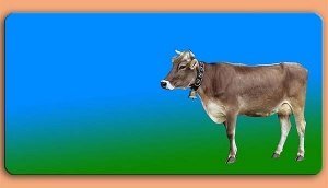 Grafikschild - Kuh - mit individuellem W