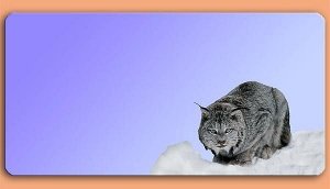 Grafikschild - Luchs - mit individuellem