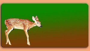 Grafikschild - Reh - mit individuellem W