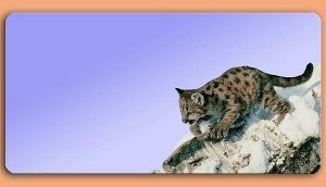 Grafikschild - kleiner Leopard - mit ind