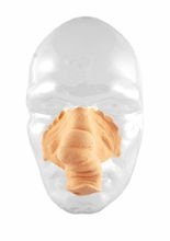 Grimas Make-Up Latex-Nase Elefant haut