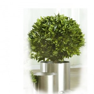 Großer Lorbeer-Baum