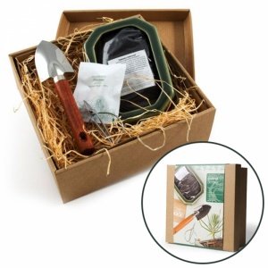 Großes Bonsai im Keramiktopf