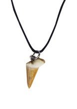 Haifischzahn echtes Tigerhai Fossil !