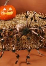 Halloween Deko Riesenspinne braun 127 cm