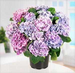 Hortensie "Aquarell"