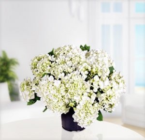 Hortensie "Holibel" im Korb