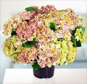 Hortensie "Summer Green"