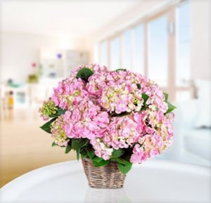Hortensie "Sweet Fantasy" im Korb