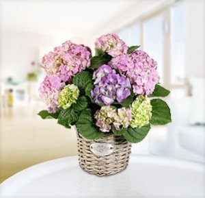 Hortensie im Korbübertopf