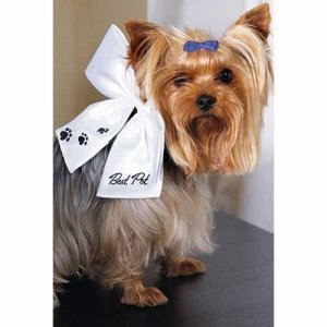 Hundeschleife, weiß