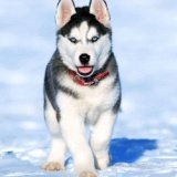 Husky Erlebnisgeschenke