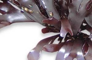 Irisches Moos (Chondrus Crispus) in Salz