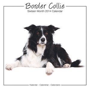 Kalender "Border Collie 2014, Studio"