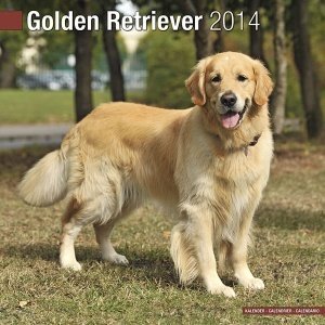 Kalender "Golden Retriever 2014"