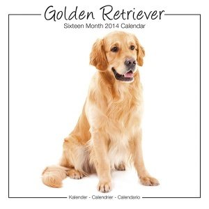 Kalender "Golden Retriever 2014, Studio"