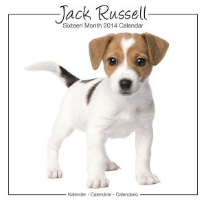 Kalender "Jack Russel 2014, Studio"