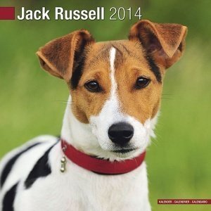 Kalender "Jack Russel 2014"