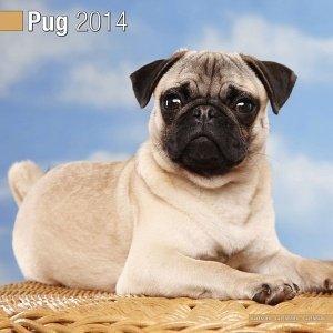 Kalender "Pug 2014"