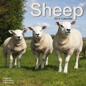Kalender "Sheep 2014"