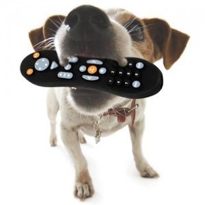 Kauspielzeug Fernbedienung