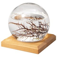 Kirschbaum Plattenständer für kleine Eco