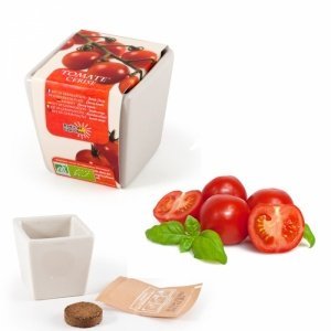 Kirschtomate im Mini-Keramiktopf