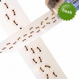 Klebeband Ameisen
