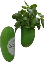 Kräutergarten Bohne