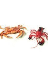 Krebs Languste Hummer Party-Deko rot