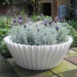 Kübel Sweet Cake weiß