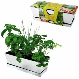 Küchenkräuter im Zink Blumenkasten